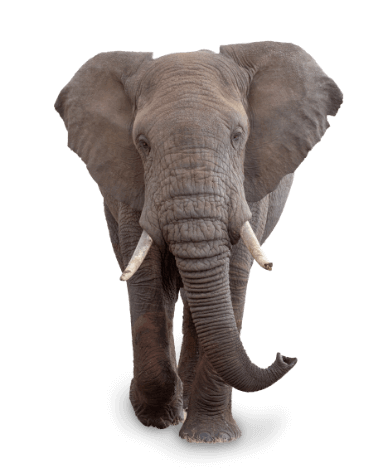 Elephant Walking in Savannah at Sunset